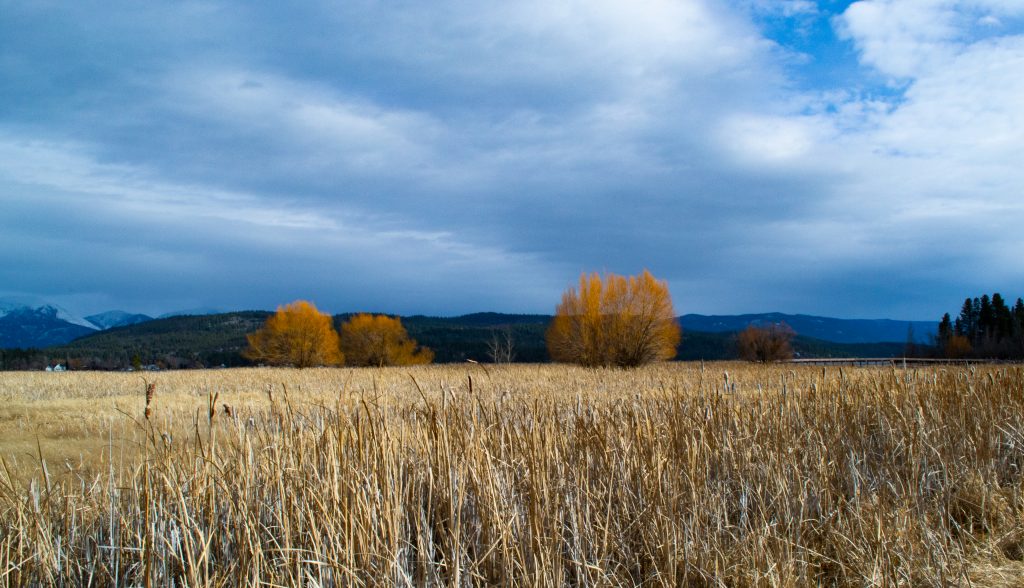 Photo of a field of tall brown cat tails next to the big Flathead lake with hills covered in threes and mountains in the background. There are orange trees in the center of the picture. All under a crispy blue sky with a few long, thin clouds.