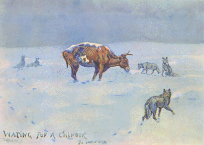 "Waiting for a Chinook" watercolor painting by C M Russell. It is a picture of an emancipated steer being hunted by three wolves in dark, bitter, stormy weather. The snow also covers the top of the steer